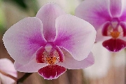Pink flower. Orchid