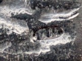 Sudraba plāksne - Vasņecova trīs varoņi, 84., 875 proves, meistāra zīme, 14.7x9 cm