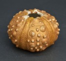 Porcelāla trauciņš, apgleznots. 6x9 cm