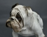 Liela Rosenthal porcelāna figūra Angļu buldogs