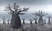 Nezināms autors