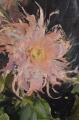 Rita Valnere (1929-2015)