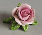 Roses bloom