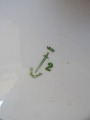 Kuznetsov in Latvia - Plate