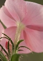 Rozā ziedi