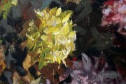 Asters