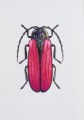 Purpura vabole
