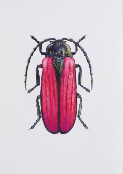 Purpura vabole