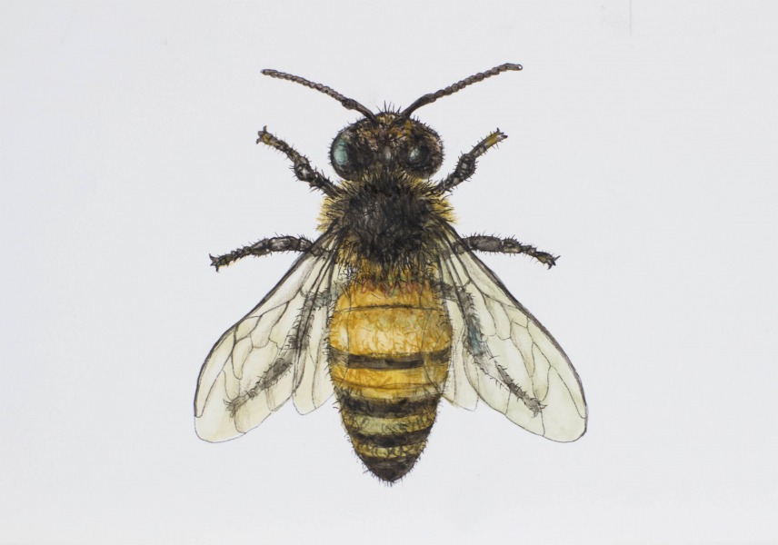 Rosīgā bitīte
