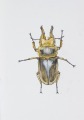 Okerpelēkā vabole