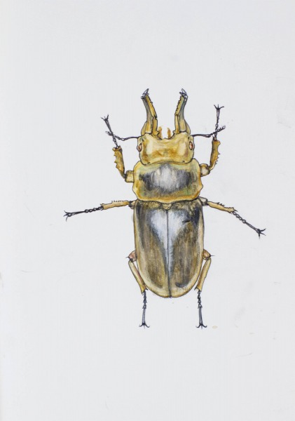Okerpelēkā vabole