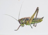 Sienāzītis atpūtā VI